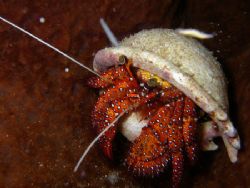 Hermit Shell Crab. Taken South China Sea - Pulau Rendang by Desmond Chang 